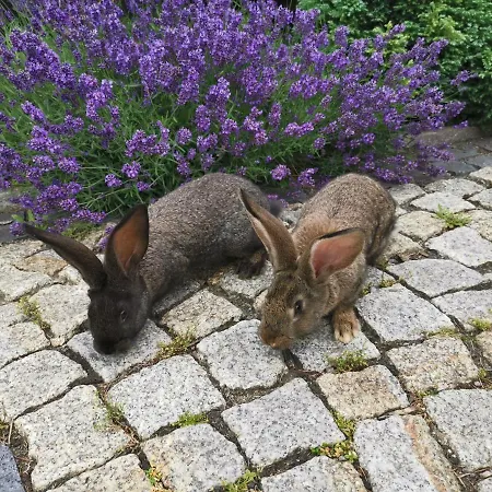 Apartmenthaus Vetter * Kurort Gohrisch