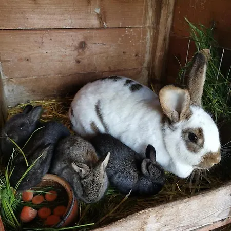 Apartment Apartmenthaus Vetter